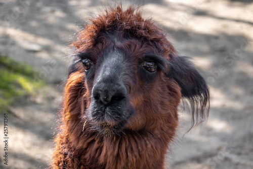 Portrait of a Lama, scientific name Lama glama, from the family of camels with fuzzy bokeh in the background photo