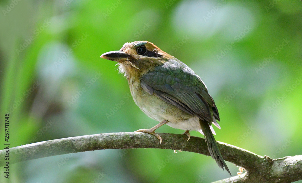 Tody Motmot (Hylomanes momotula) Tody Motmot (Hylomanes momotula)