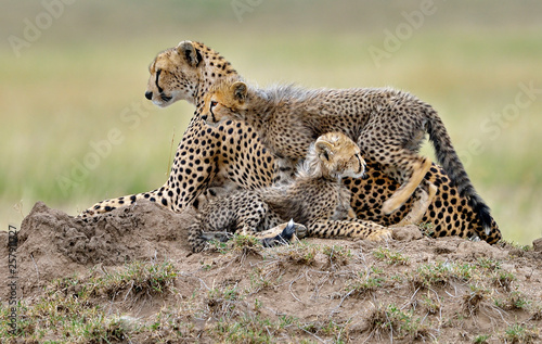 Cheetah mom and her puppies