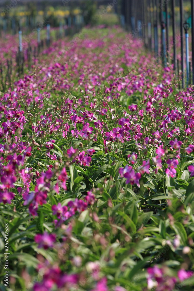 Obraz premium Orchid farm