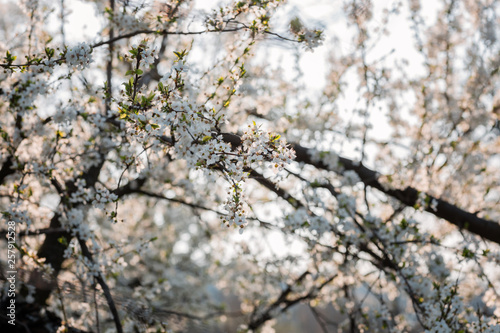 Close up of plum and cherry blossom. White spring flowers on blue sky. © rasevicdusan