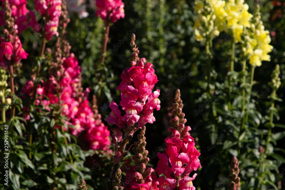 Obraz premium flowers in garden