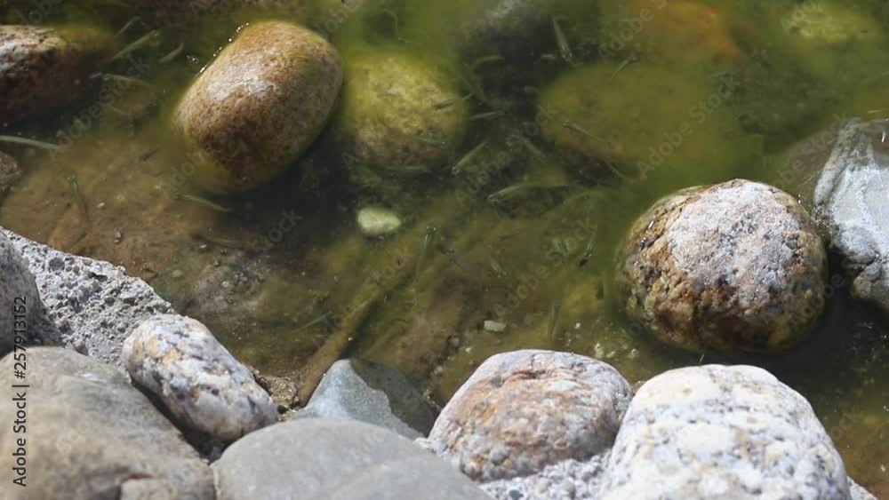 small fishes in lake small fishes in lake