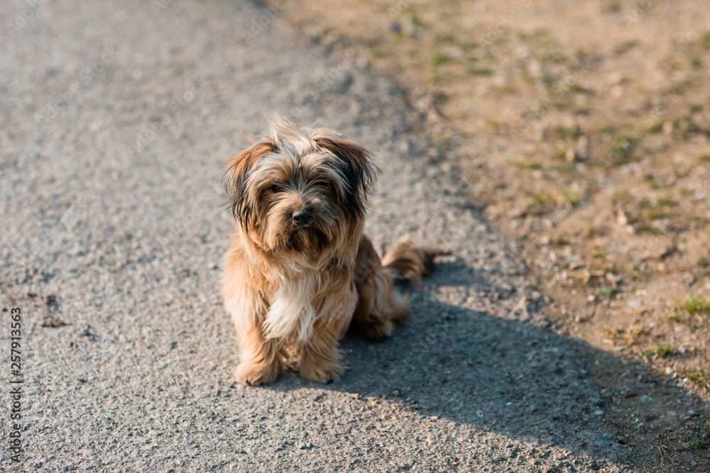 Little domestic dog sitting in a backyard.