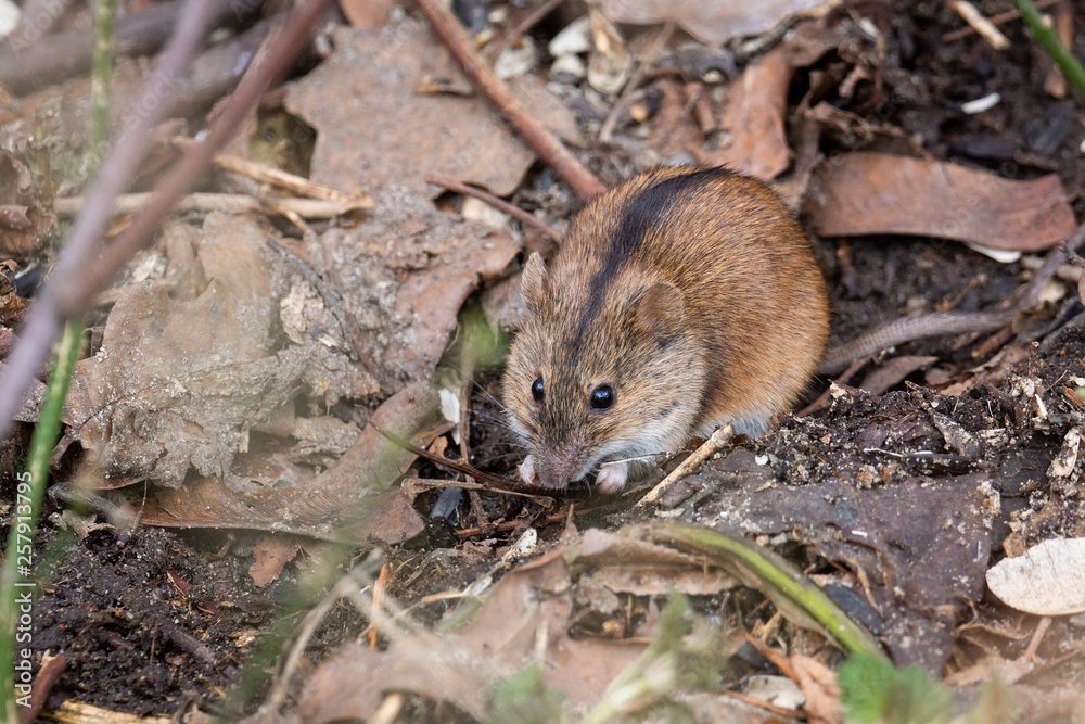 The striped field mouse The striped field mouse