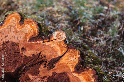 Close up of tree stump. Colorful texture.