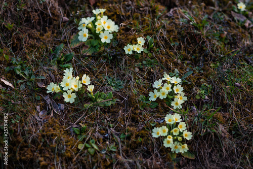Fototapeta Naklejka Na Ścianę i Meble -  Close up of primroses on sunny spring day.