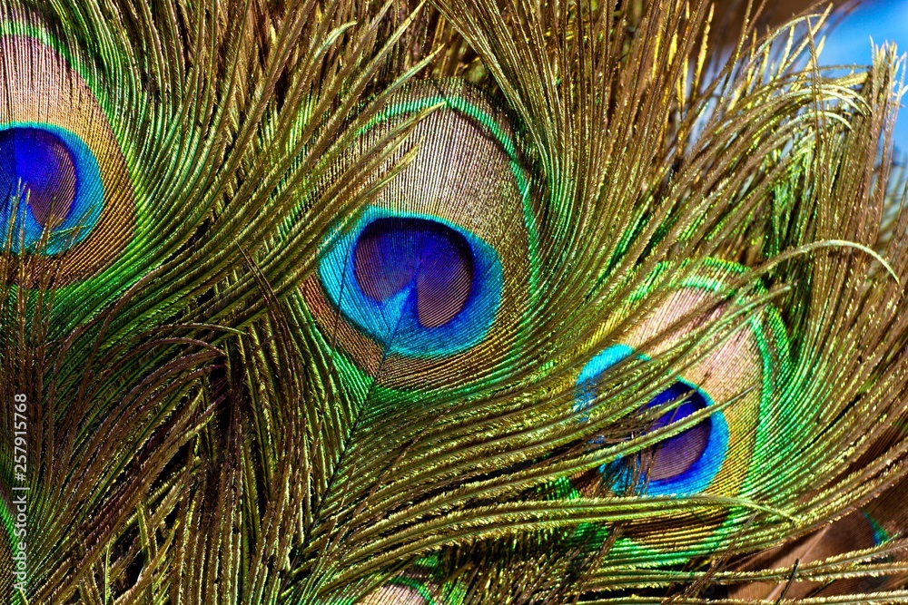 Fototapeta premium Peacocks leaves 