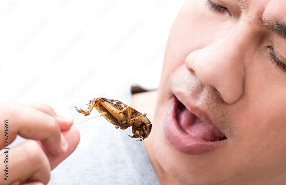 Food Insects: Man eating Cricket insect on wooden skewer. Crickets deep-fried crispy for eat as food snack, it is good source of protein edible and delicious for future food. Entomophagy concept.