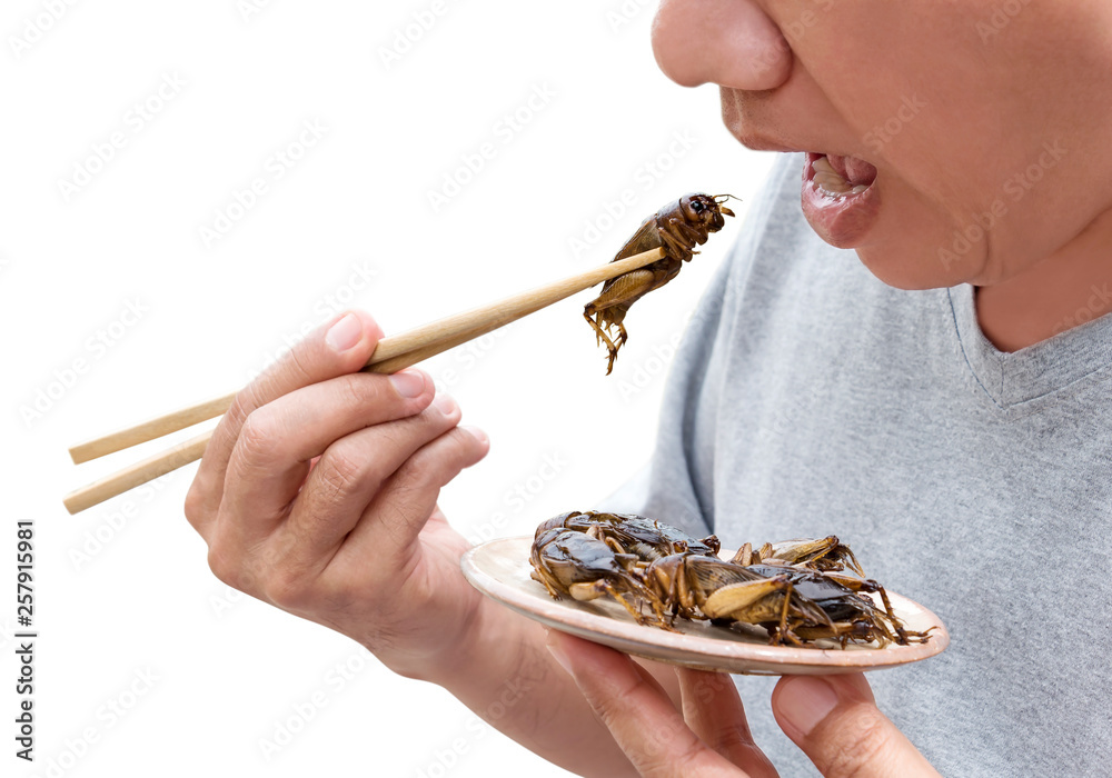 Food Insects Man eating Cricket insect on chopsticks. Crickets deep