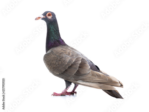 pigeon dragon isolated
