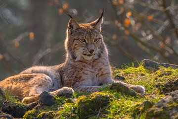 Sierkussen Lynx Schattige jonge lynx in kleurrijk bos  © Mario Plechaty