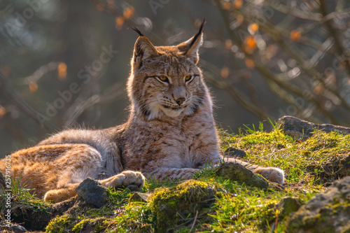 Fototapeta cute young lynx in the colorful wilderness forest