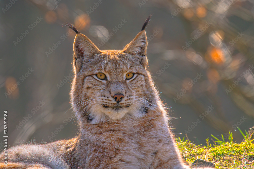 Obraz premium cute young lynx in the colorful wilderness forest