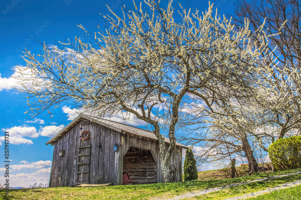 Barn and a Pear Tree