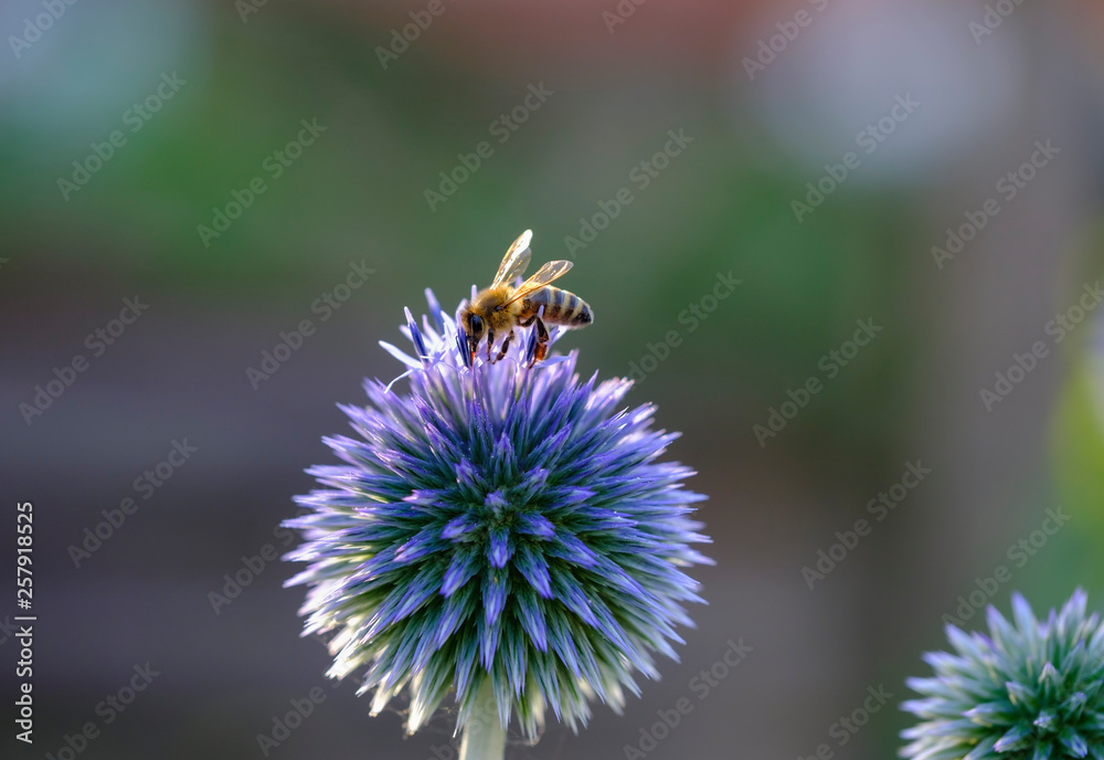 Honey bee, Apis mellifera, on southern globe thistle, Echinops ritro Honey bee, Apis mellifera, on southern globe thistle, Echinops ritro