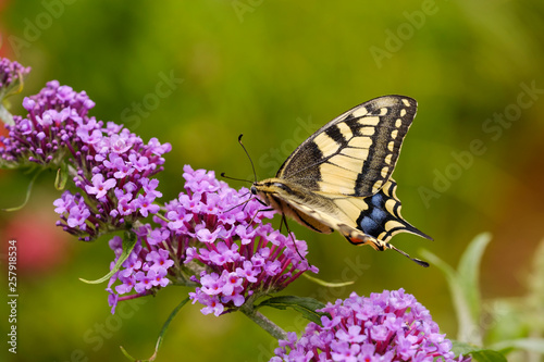 Swallowtail, Papilio machaon, on flower of butterfly bush, Buddleja davidii photo