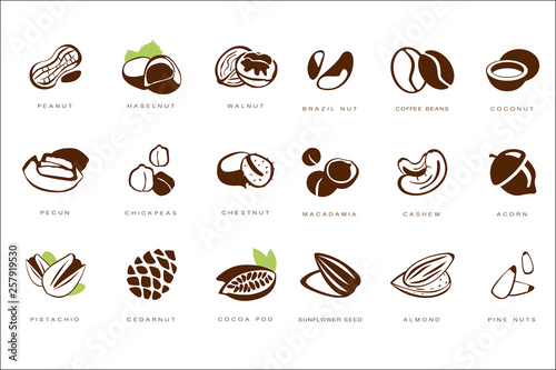 Name nuts set, peanut, hazelnut, walnut, brazil nut, coffee bean, coconut, pecan, chickpeas, chestnut, macadamia, cashew, acorn, pistachio, cedarnut vector Illustrations