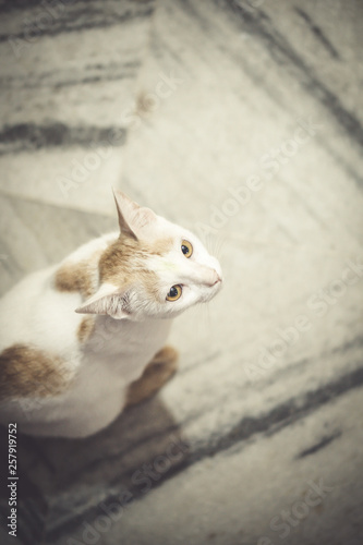 A domestic bengal cat photo