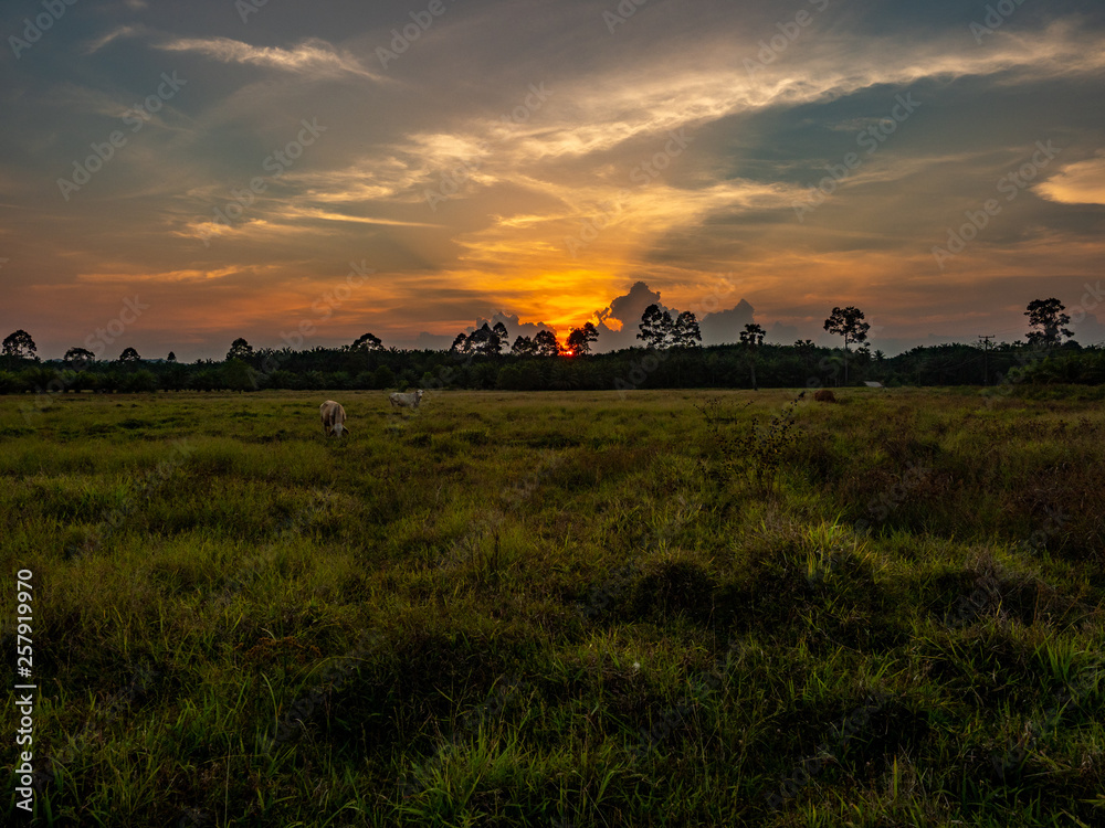 Fototapeta premium sunset at the abandoned paddy fields