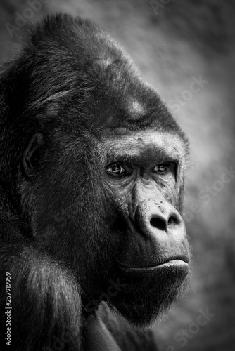 Portrait of a gorilla male - Prague Zoo © Lukas Uher