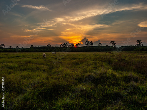 sunset at the abandoned paddy fields