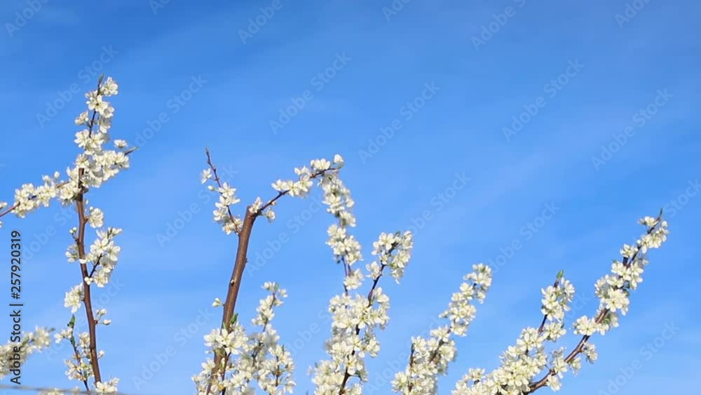 spring tree with beautiful white flowers and blue sky in sunny day spring tree with beautiful white flowers and blue sky in sunny day
