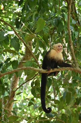 observando