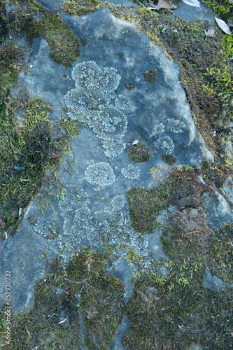 white fungus on stone in theforest at the mountain photo