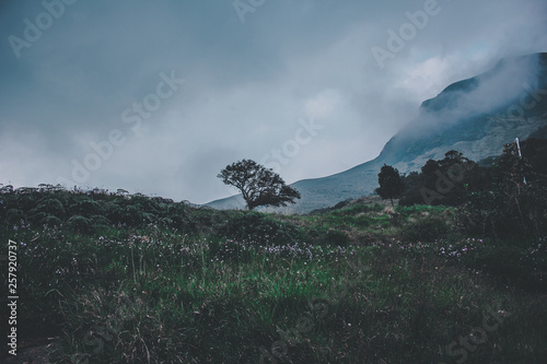 A tree is lonely in the mountains  photo