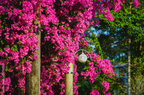 Flower truss. Paper flower (Bougainvillea). Dreaming purple confetti. Summer in Quy Hoa village, Quy Nhon city, Binh Dinh province, Vietnam. Central region. Coastal area. photo