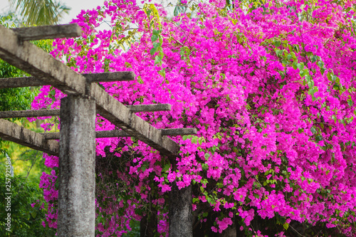 Flower truss. Paper flower (Bougainvillea). Dreaming purple confetti. Summer in Quy Hoa village, Quy Nhon city, Binh Dinh province, Vietnam. Central region. Coastal area.