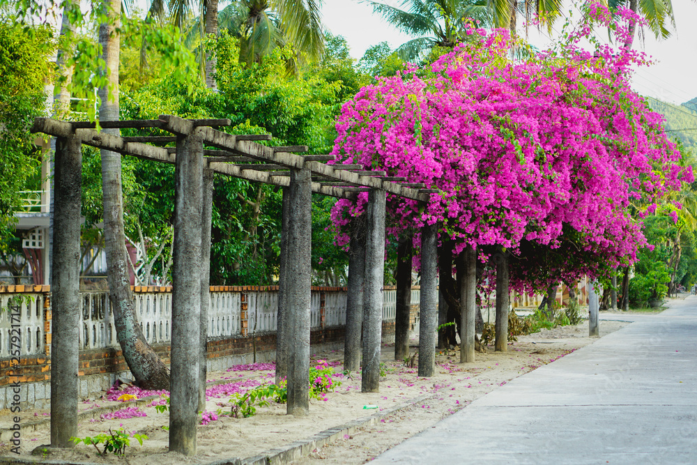 Fototapeta premium Flower truss. Paper flower (Bougainvillea). Dreaming purple confetti. Summer in Quy Hoa village, Quy Nhon city, Binh Dinh province, Vietnam. Central region. Coastal area.