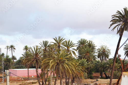 moroccoian palm trees © broveld