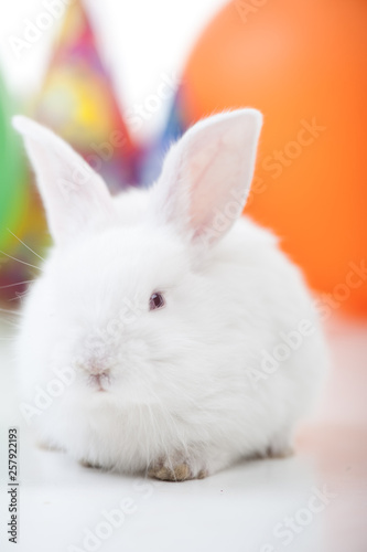 Cute little rabbit © Jasmin Merdan