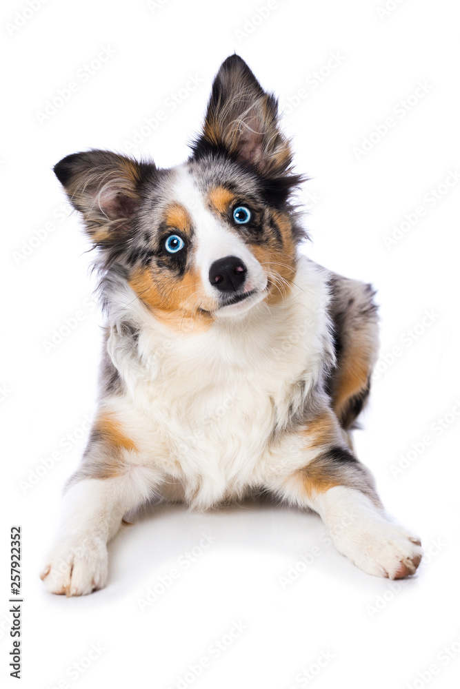 Miniature australian shepherd puppy lying isolated on white background and looking to the camera
