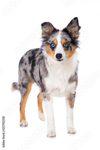 Miniature australian shepherd puppy standing isolated on white background