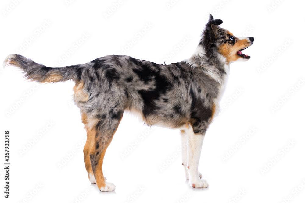 Miniature australian shepherd puppy standing isolated on white background Miniature australian shepherd puppy standing isolated on white background