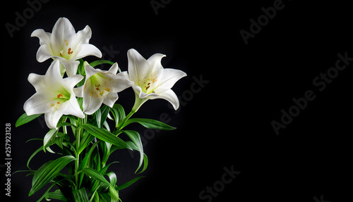 Lily flowers bouquet black background White blossoms