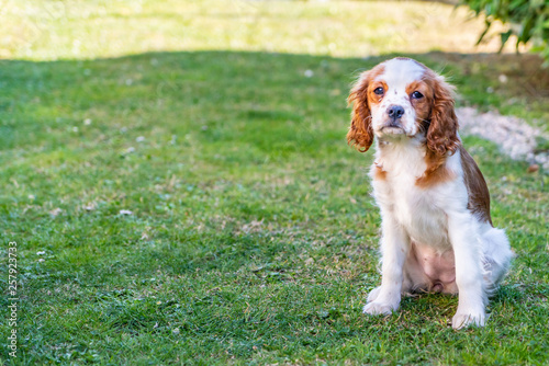 Portrait of a young dog cavalier king charles on a grass background