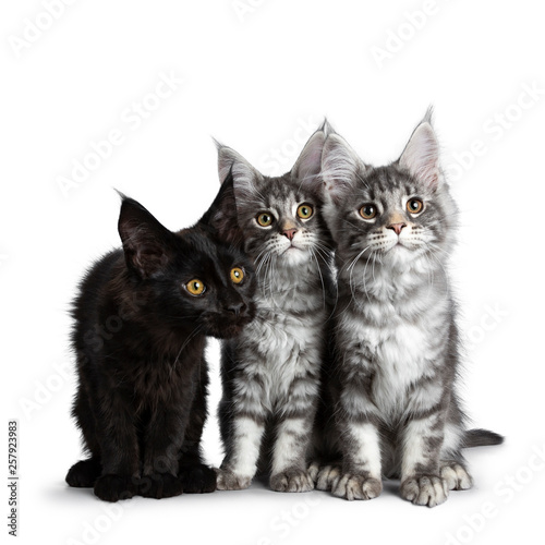 Group of three blue tabby / black solid Maine Coon cat kittens, sitting up in perfect line with heads together. Looking curious above lens with bright eyes. Isolated on white background.