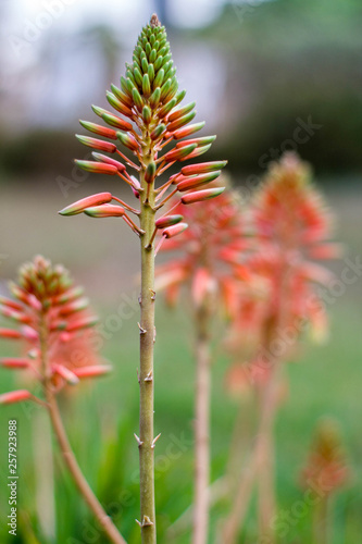 grevillea robyn gordon Flower tree red pink with blur green background © youness fakoiallah