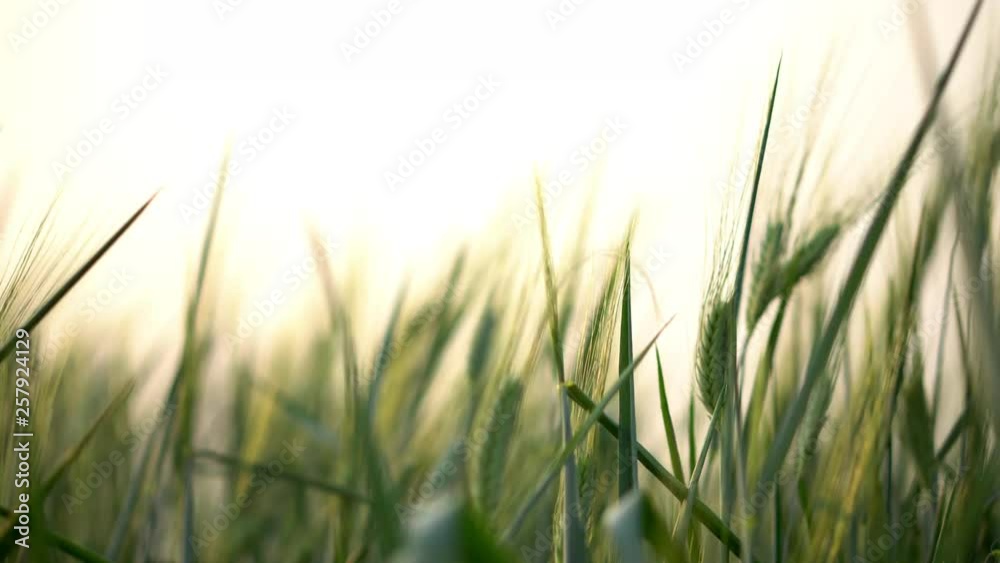 4K Video selective focus close up shot of beautiful natural organic green barley wheat swaying in the soft wind blow against sunlight at evening sunset with blurred wheat field and sky backgrounds. 4K Video selective focus close up shot of beautiful natural organic green barley wheat swaying in the soft wind blow against sunlight at evening sunset with blurred wheat field and sky backgrounds.
