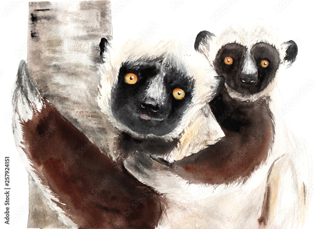 Fototapeta premium watercolor drawing of animals - sifaki with baby, lemur