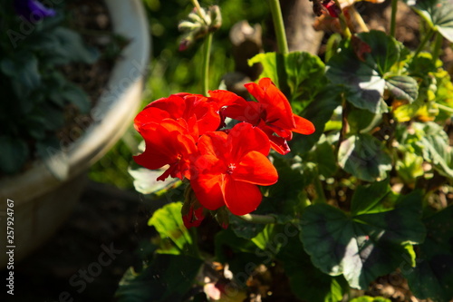 red flower in garden .