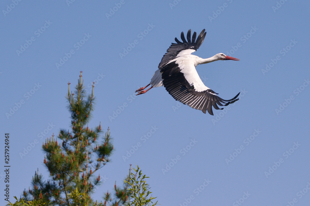 White stork (Ciconia ciconia) in flight view from above on blue sky background White stork (Ciconia ciconia) in flight view from above on blue sky background