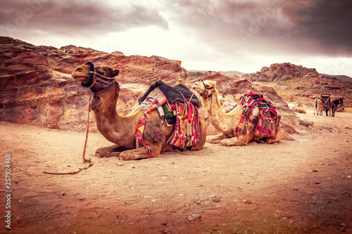 sit camels in wadi rum