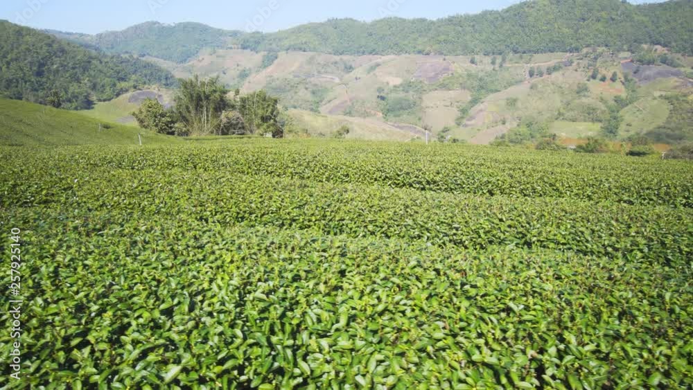 Picturesque plantation with neat, orderly rows of mature tea bushes. Thailand Picturesque plantation with neat, orderly rows of mature tea bushes. Thailand