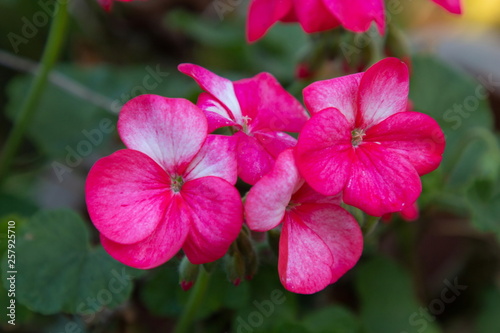 pink flower in garden .