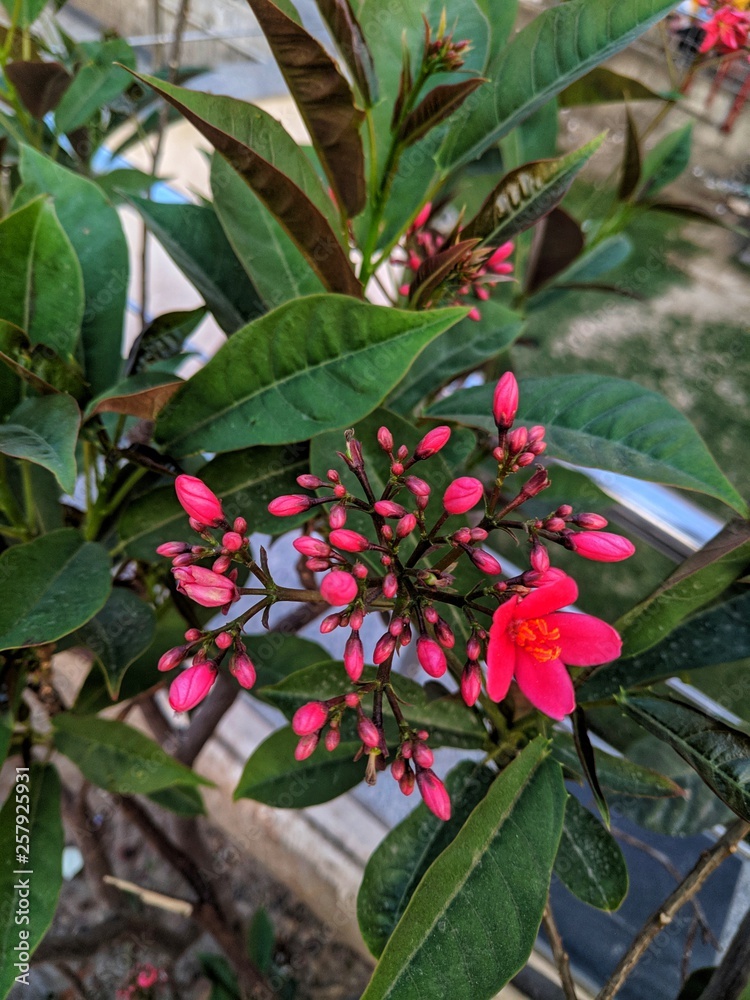 Obraz premium Red Lilly type flower